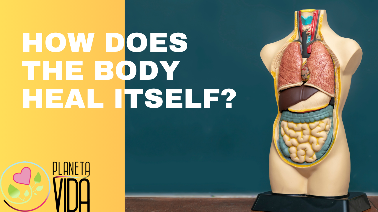 Q56 - How Does The Body Heal Itself - EN